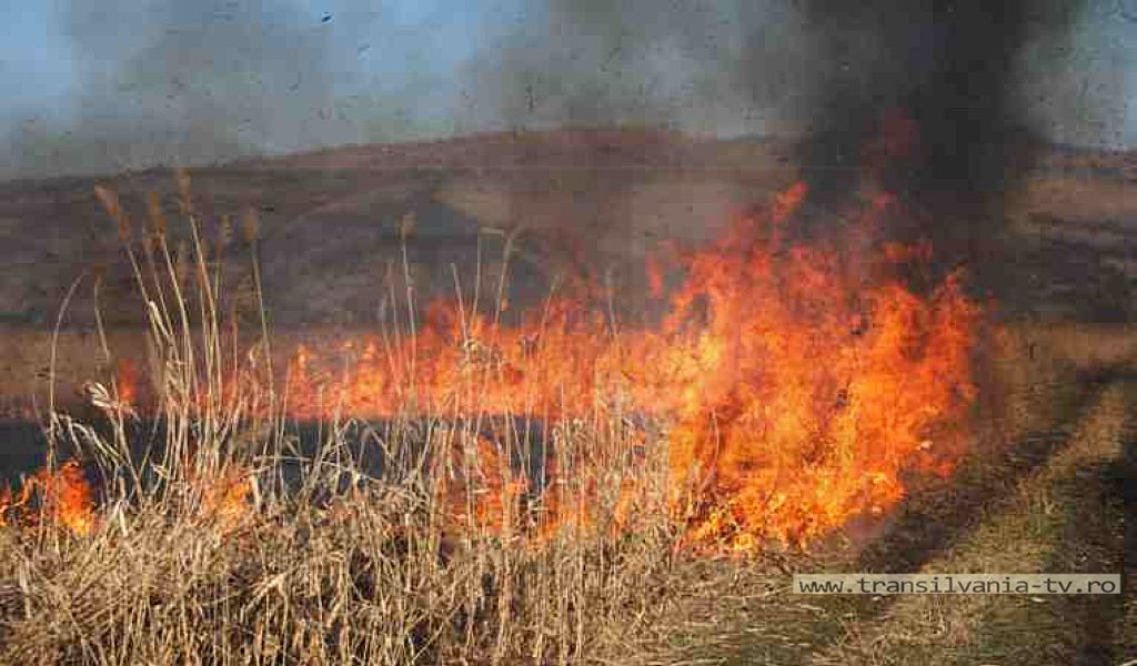 Incendiu de vegetație uscată, în localitatea Satu Mare