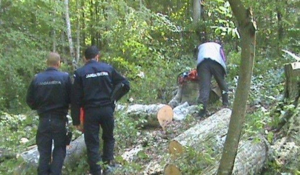Jibouani prinşi în flagrant în timp ce tăiau ilegal arbori