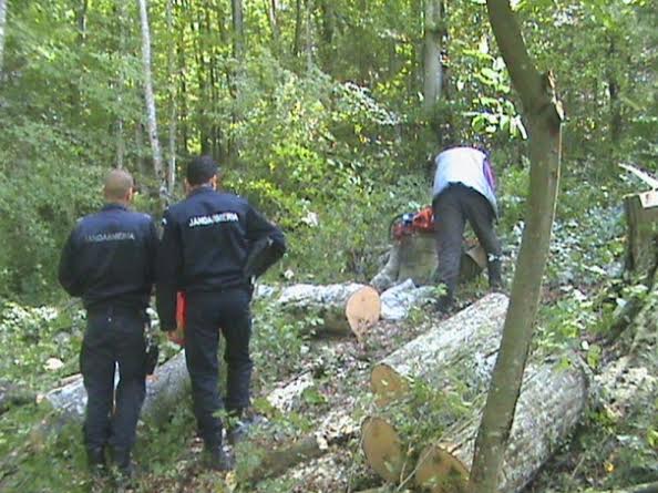Acţiune silvică desfășurată de jandarmi în zona Săpânţa