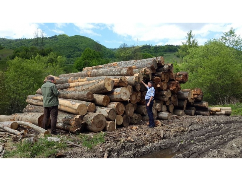 Dosar penal întocmit pentru tăiere și furt de arbori în Dragomirești