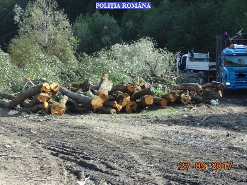 Zeci de metri cubi de masă lemnoasă confiscată de polițiști în Ileanda