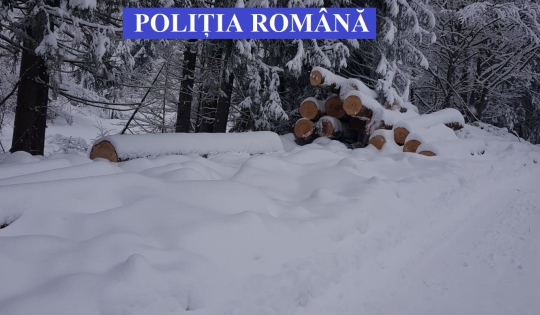 70 mc de material lemnos, deținut fără documente de proveniență legală, confiscat de polițiștii bistrițeni