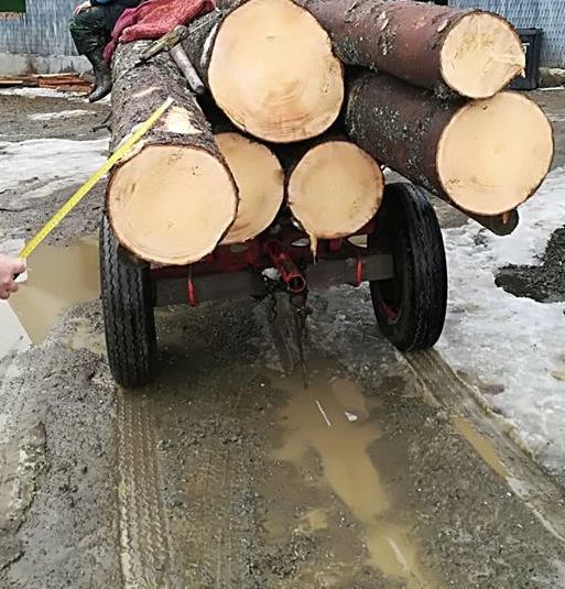 Dosar penal pentru tăiere ilegală de arbori, pentru un bărbat din Târlișua