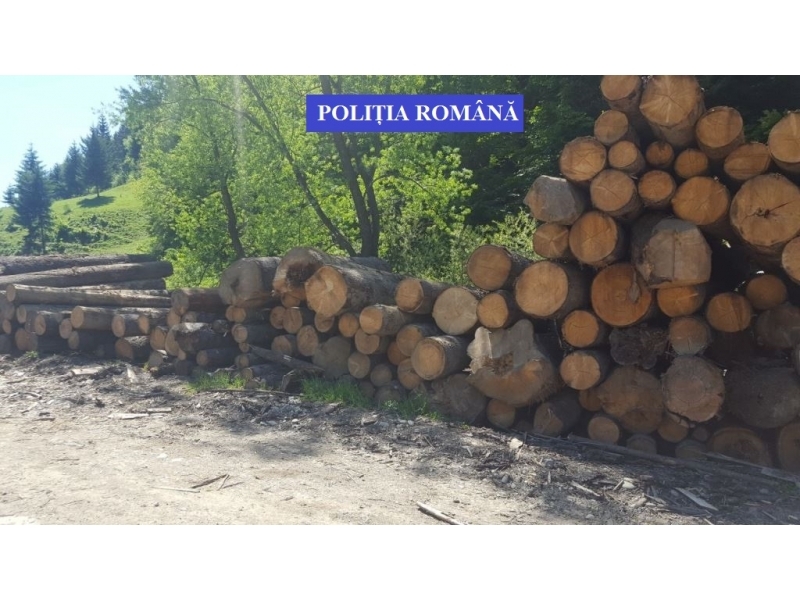 Controale efectuate la societăți de exploatare a materialului lemnos, de pe raza comunei Romuli
