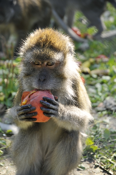 O nouă investiţie la Grădina Zoologică din Sibiu