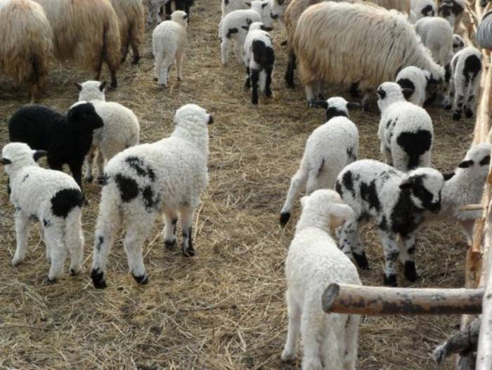 Se deschide Centrul de comercializare și sacrificare a mieilor în Piața Ioșia din Oradea