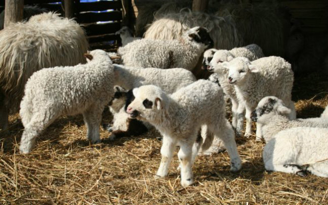 Crescătorii de ovine își pot sacrifica mieii în abatoarele autorizate sanitar veterinar și pentru siguranța alimentelor