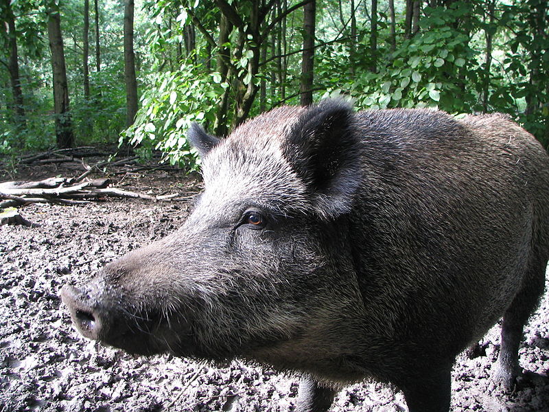 Situația evoluției Pestei Porcine Africane în Sălaj