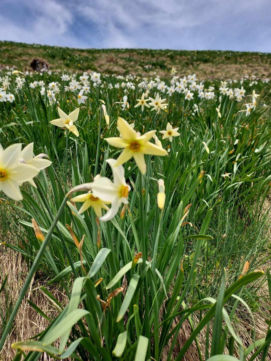 Narcisele din Munţii Rodnei au înflorit