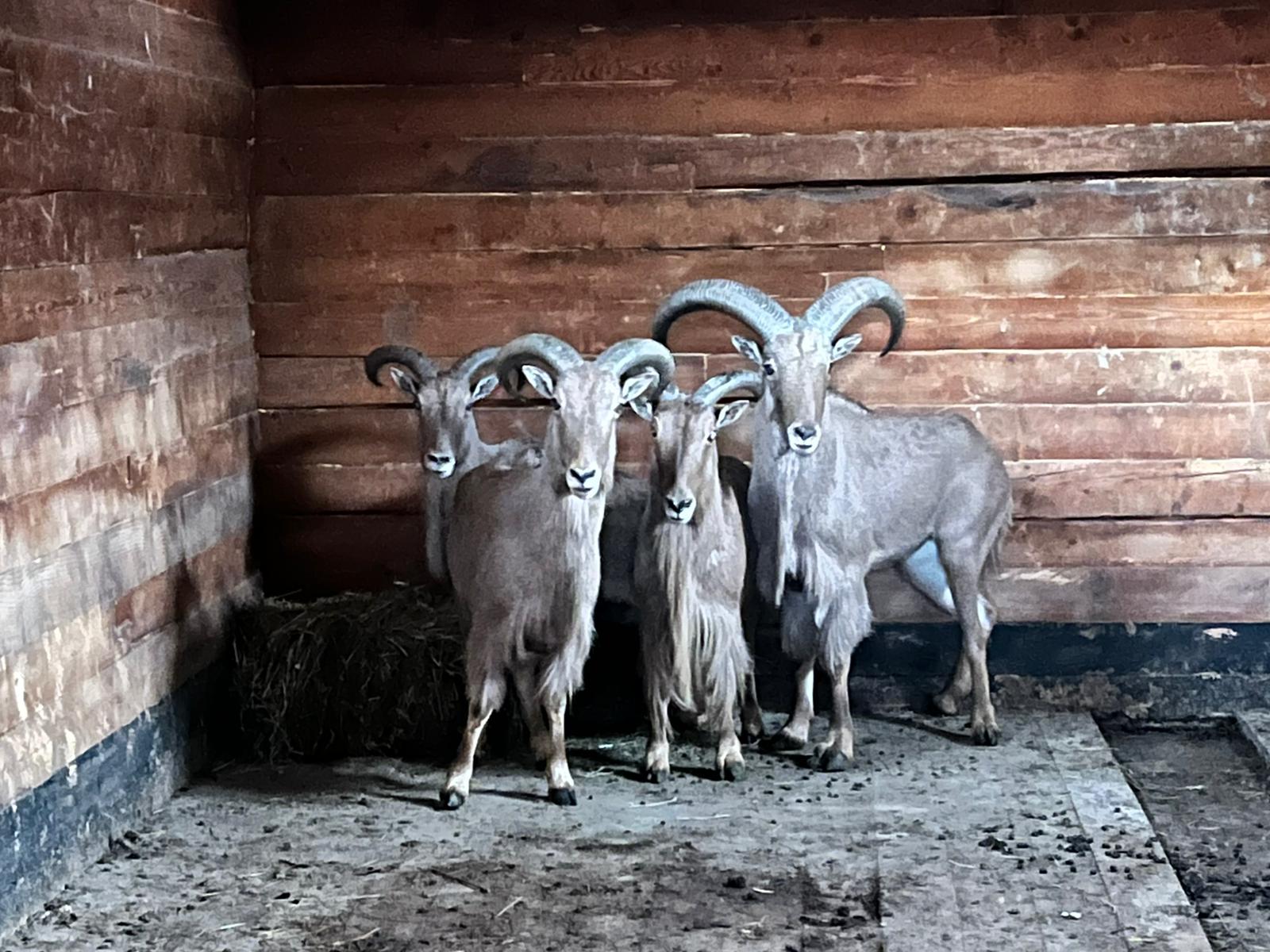 Locatari noi la Zoo Sibiu
