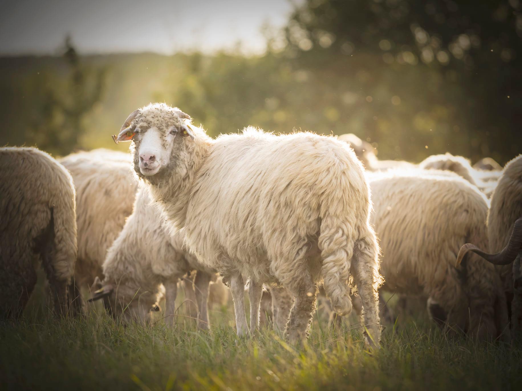 Efectivele de ovine şi caprine deţinute de fermierii din judeţul Sălaj au depăşit 500.000 de capete