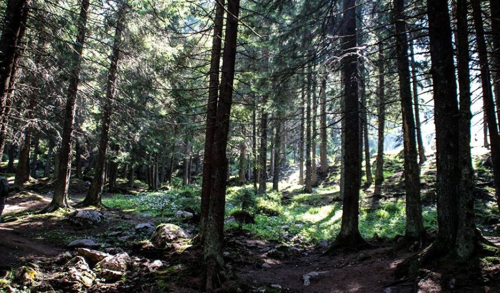 Peste 130.000 de metri cubi de lemn de pe 15.000 de hectare doborâți de vijelii în Harghita