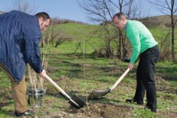 Noi plantări in Pădurea Clujenilor