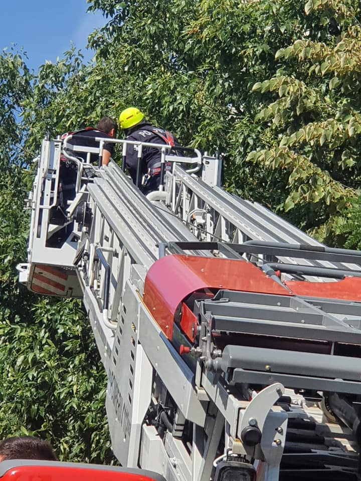 Pompierii sătmăreni au salvat un papagal