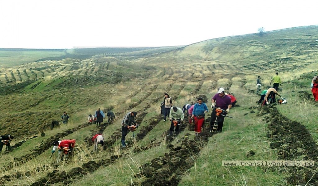 Acțiune de înființare a unor plantații forestiere în cadrul „Lunii Pădurii”