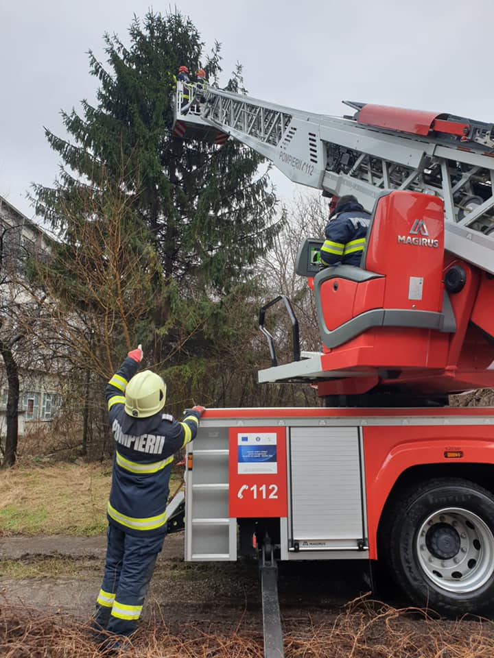 Pisică salvată de pompierii sătmăreni