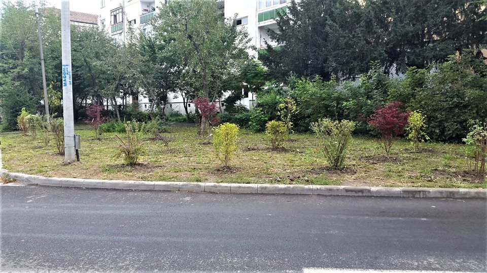 Acțiune de plantare arbori în Sibiu