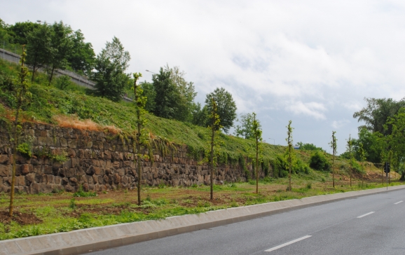 Aproape 300 de arbori au fost plantați în Oradea