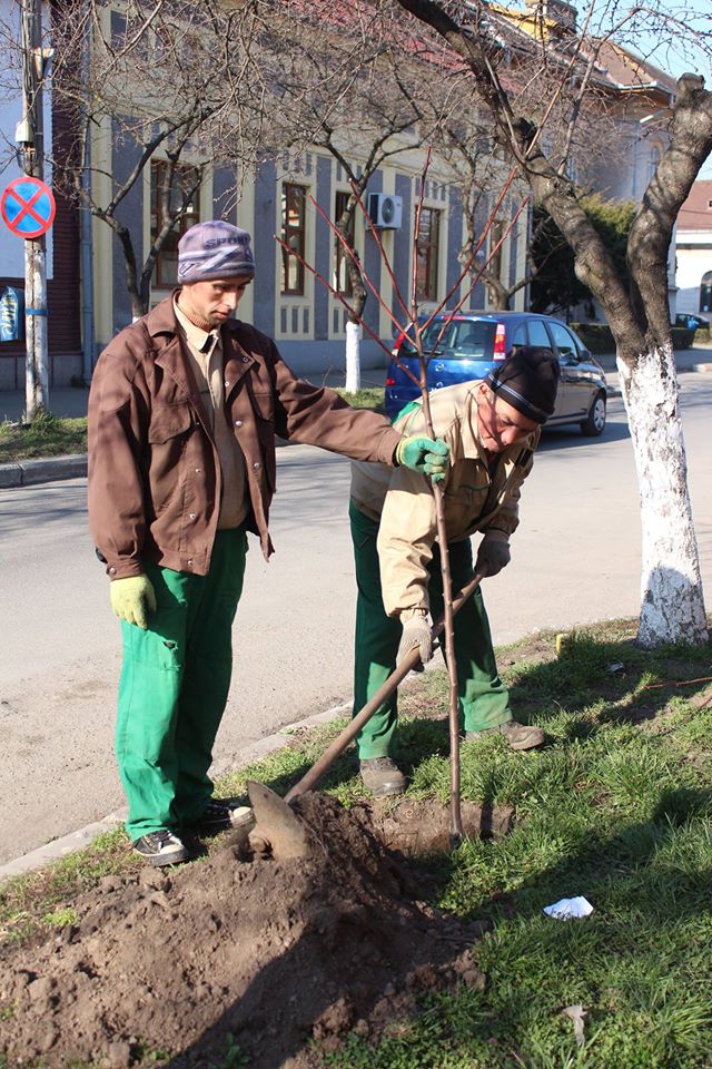 Plantări de primăvară în Hunedoara