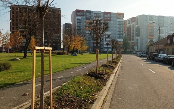 Aproape 700 de arbori ornamentali sunt plantați în Oradea, în cadrul campaniei de toamnă