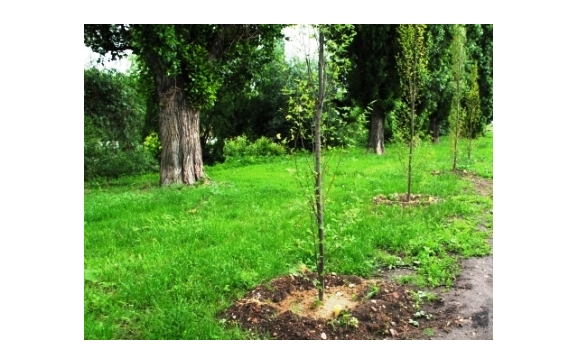 Peste 500 de arbori se vor sădi în Oradea, în campania de plantări de toamnă