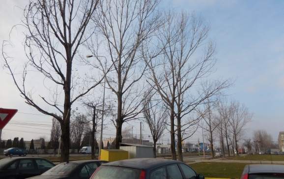 Oradea: În locul plopilor tăiaţi pe Calea Borșului se vor planta alţi arbori
