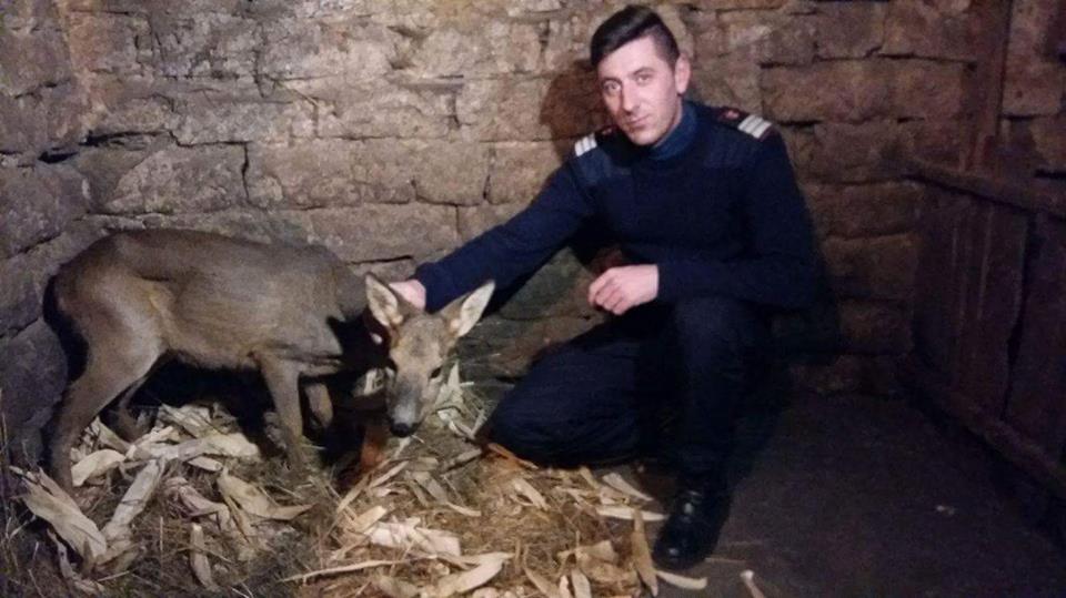 Legătură de suflet între un pompier din localitatea Liviu Rebreanu și o căprioară