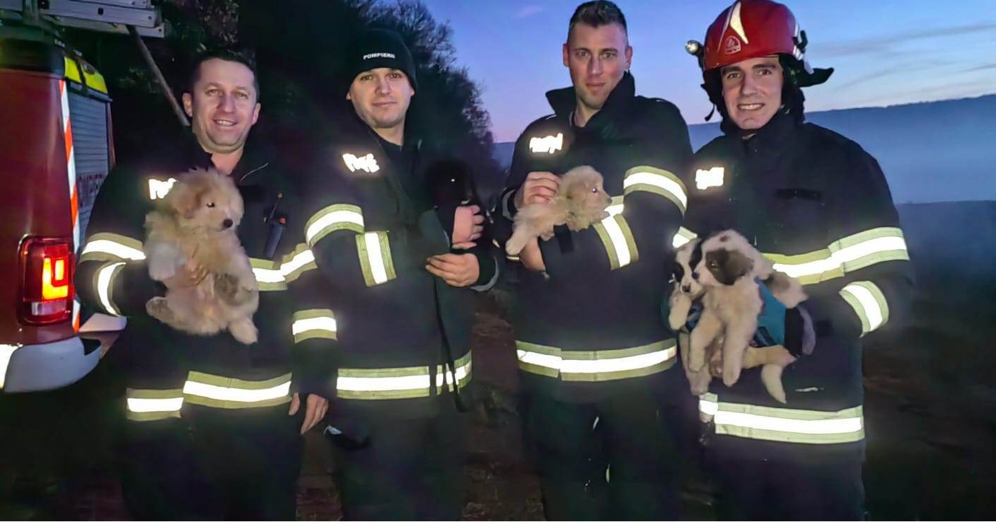Pompierii clujeni au salvat cinci cățeluși