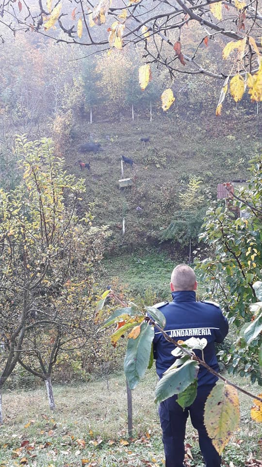 Jandarmii au împușcat un porc mistreț intrat în curtea unei case din cartierul Lușca, de lângă orașul Năsăud