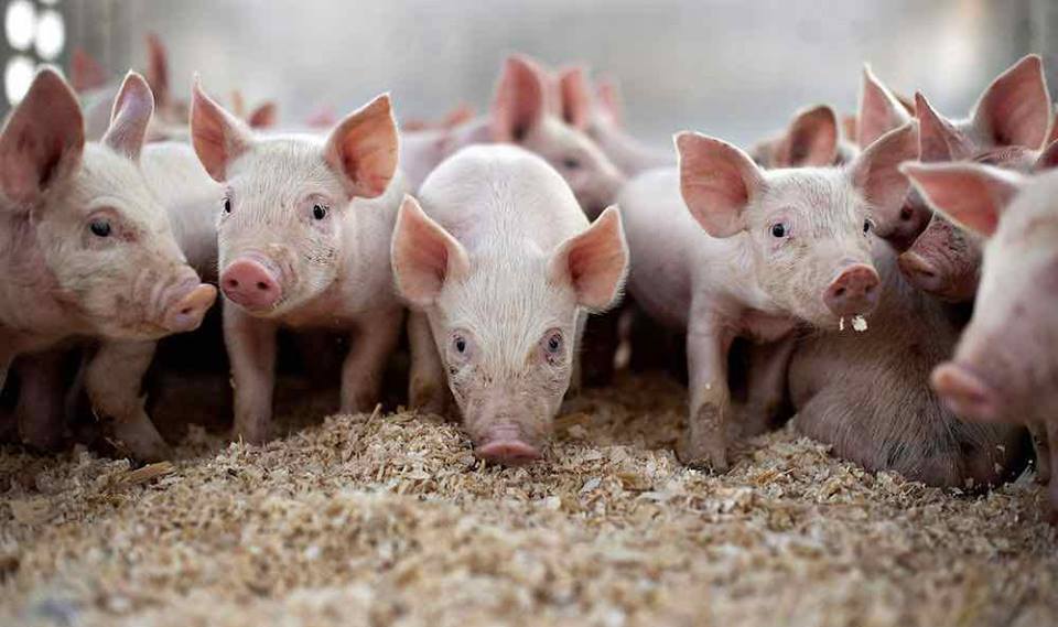 Măsuri luate de Primăria Deva pentru prevenirea pestei porcine africane