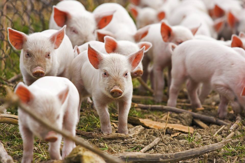 În atenția crescătorilor de porcine din Deva