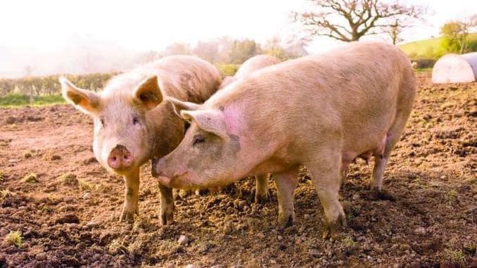 Pesta Porcină Africană confirmată într-o exploatație de porci domestici din localitatea Ciosa