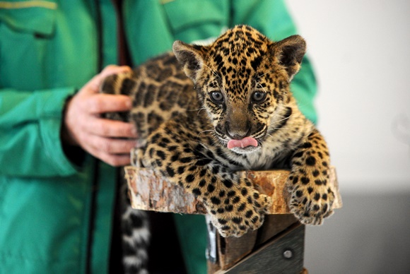 Un nou pui de jaguar la Grădina Zoologică Sibiu