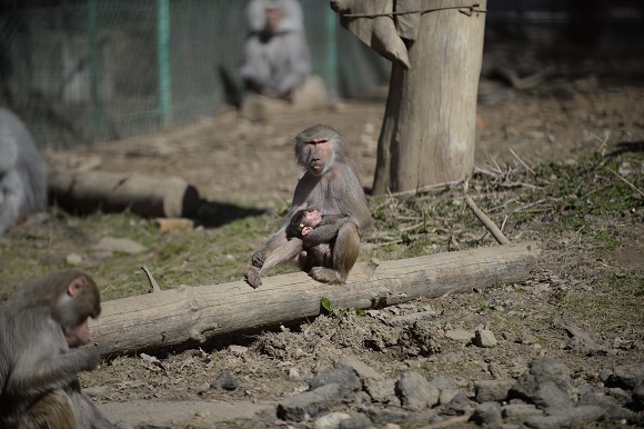 Primul pui de maimuţă născut în captivitate la Zoo Sibiu