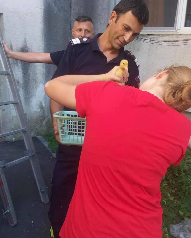 Misiune neobișnuită pentru pompierii sătmăreni