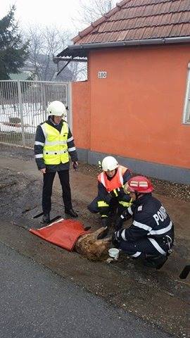 Pompierii au salvat un câine rănit în localitatea Șintereag