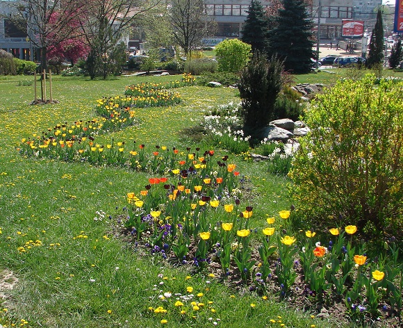 Plantările de primăvară continuă în parcurile şi zonele verzi din Sibiu
