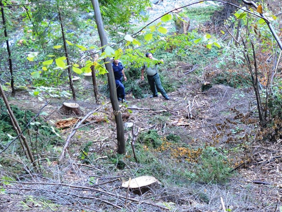 Tăierile ilegale de material lemnos, în atenţia poliţiştilor din Târgu Lăpuș și Leordina