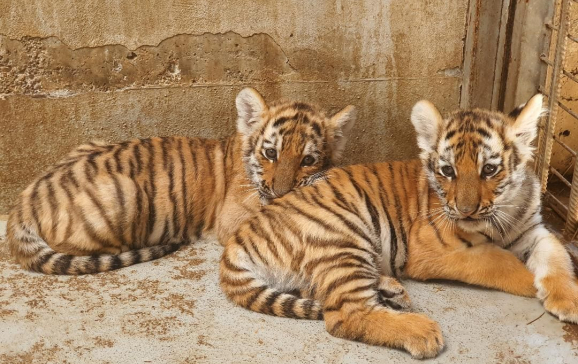 Premieră istorică la Zoo Oradea. S-au născut doi pui de tigru siberian