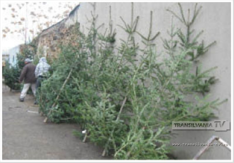 Polițiștii sătmăreni angrenați în acțiunea „Pomi de Crăciun”