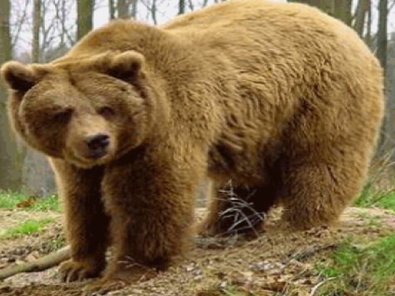 Evaluarea anuală a efectivelor pentru speciile de animale sălbatice strict protejate