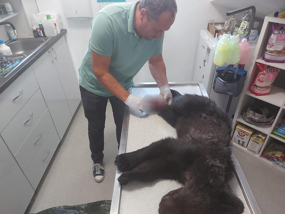 Jandarmii bistrițeni au fost solicitați să intervină în cazul unui pui de urs ranit găsit de lucrătorii silvici