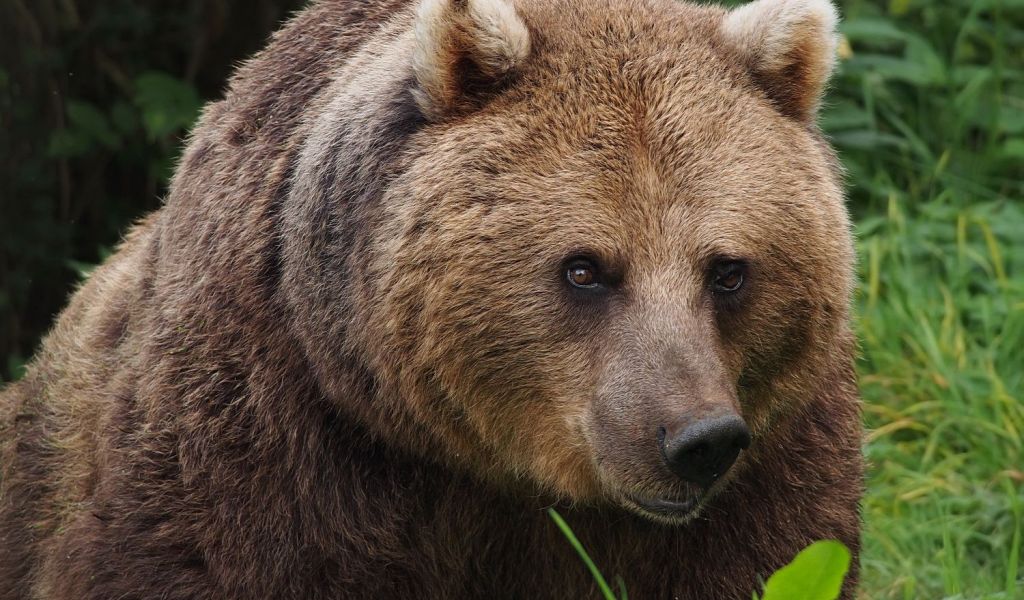 Custozi ai siturilor Natura 2000 din Harghita reclamă necesitatea finanțării managementului speciei urs