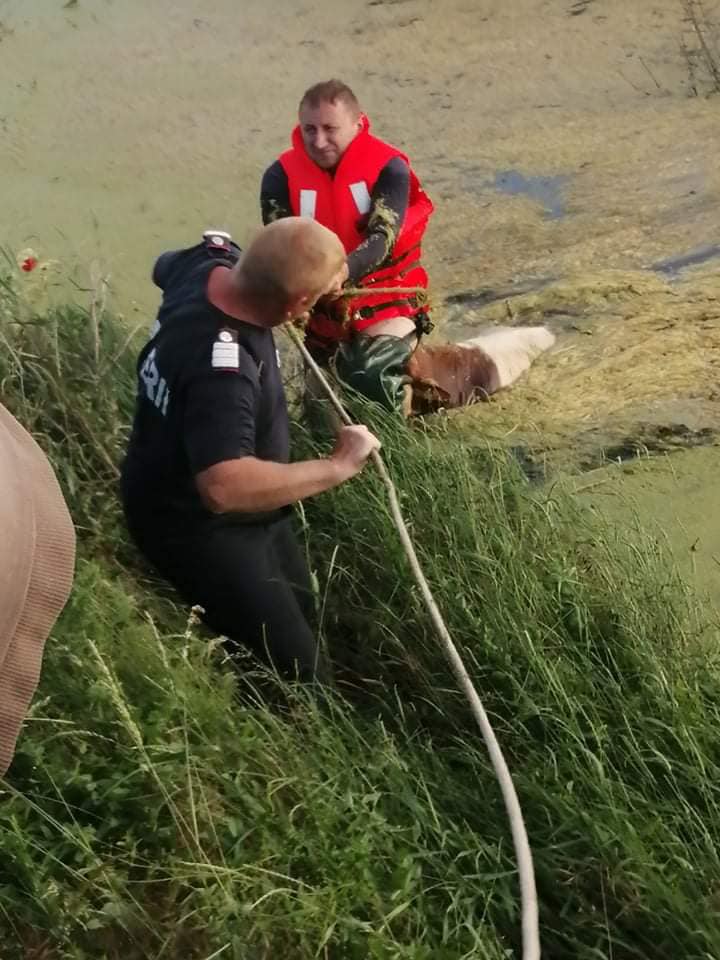 Vacă salvată de la înec în Berveni