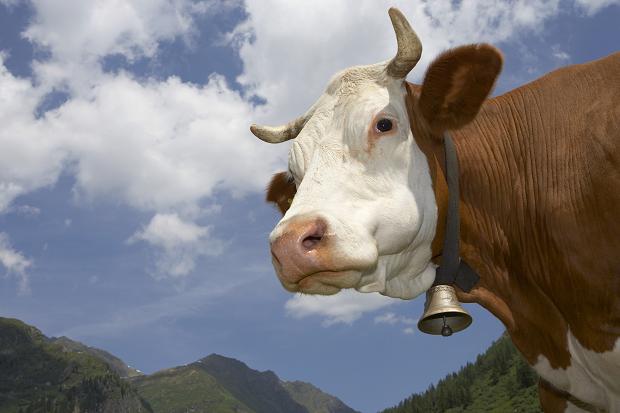 Târgul de animale din Turda, închis pe parcursul lunii septembrie