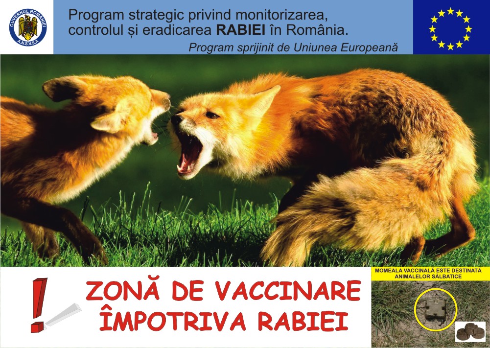 Mediaș: Campanie de vaccinare a vulpilor contra rabiei