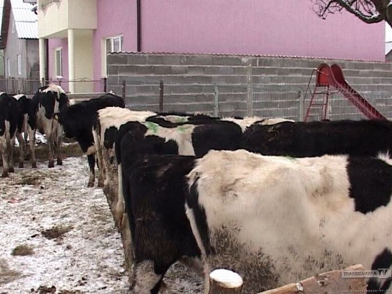 Moş Nicolae a adus 25 de văcuţe unor familii de romi din judeţul Bistriţa-Năsăud (VIDEO)