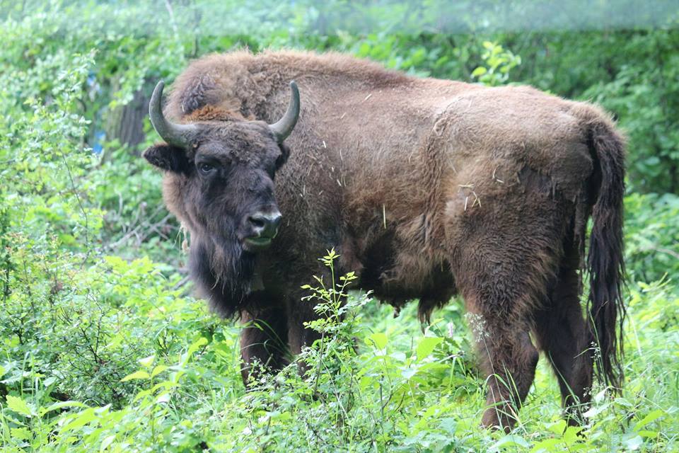Zimbri la Grădina Zoo din Hunedoara