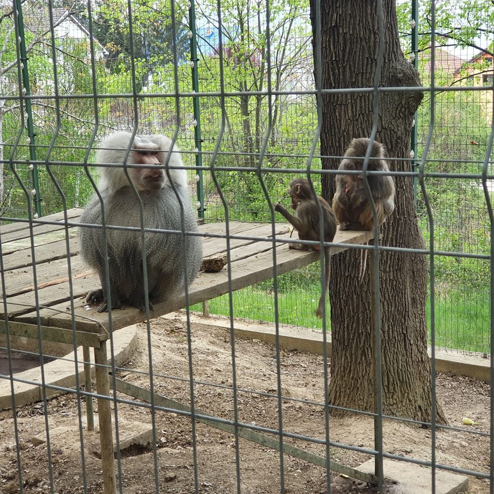 120 de animale din 20 de specii se găsesc la Grădina Zoologică Hunedoara